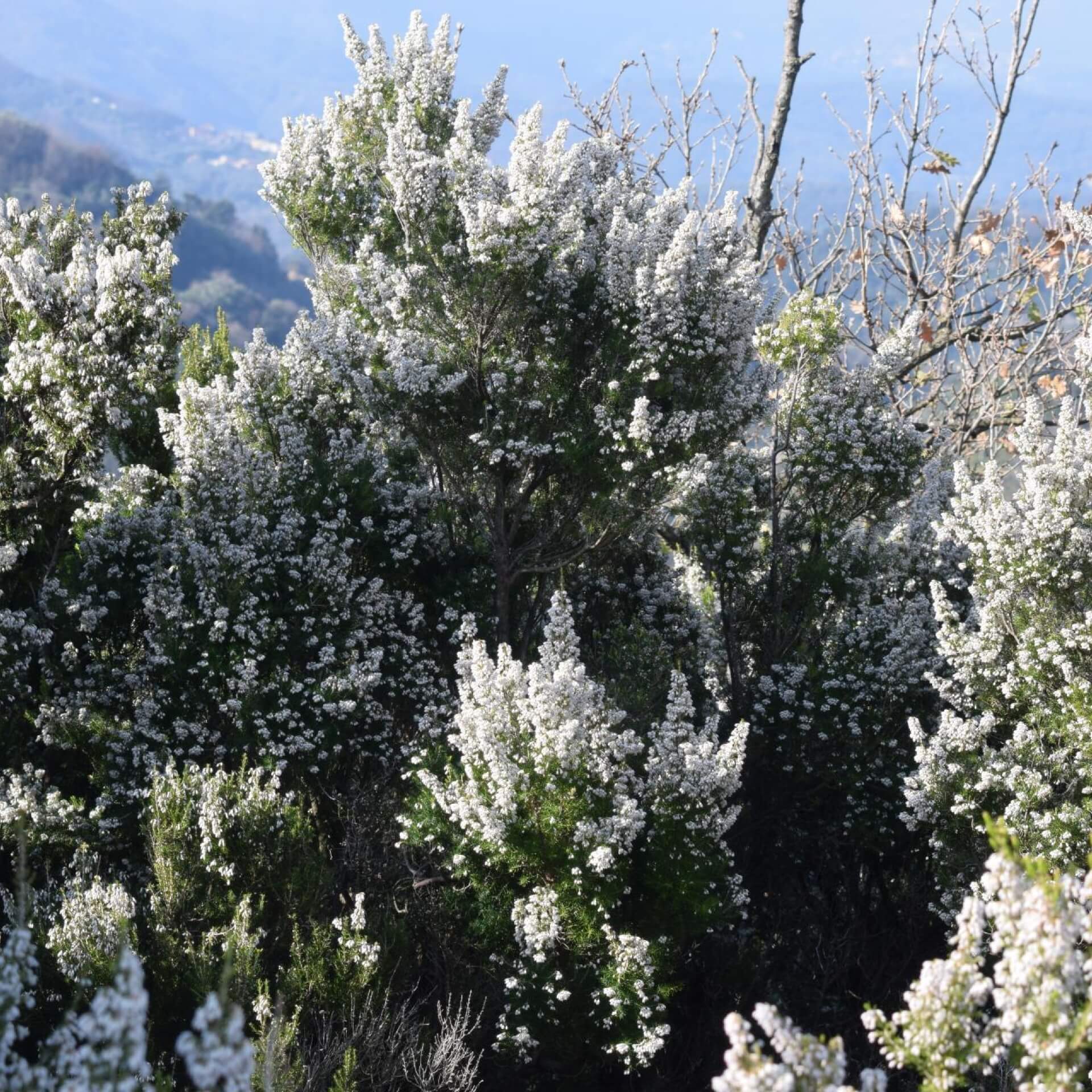 Baum-Heide (Erica arborea)