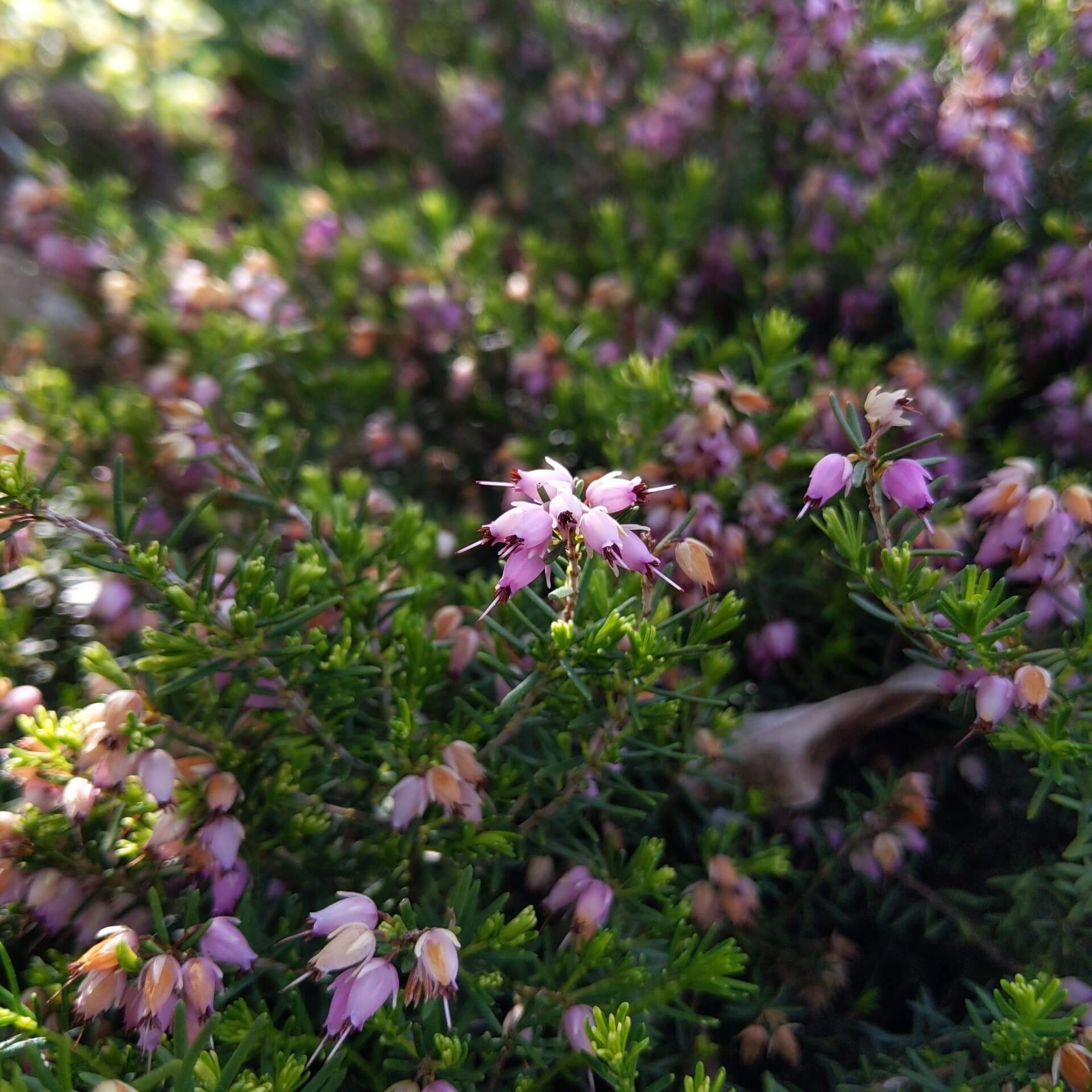 Schnee-Heide (Erica carnea)