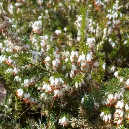 Foto von Schnee-Heide 'Alba' (Erica carnea 'Alba')