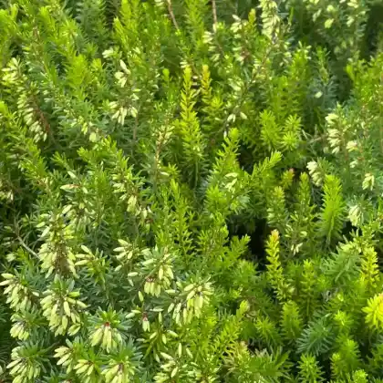 Foto von Schneeheide 'Winter Beauty' (Erica carnea 'Winter Beauty')