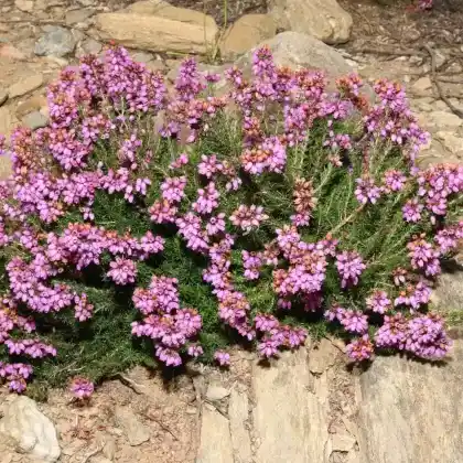 Foto von Graue Heide (Erica cinerea)