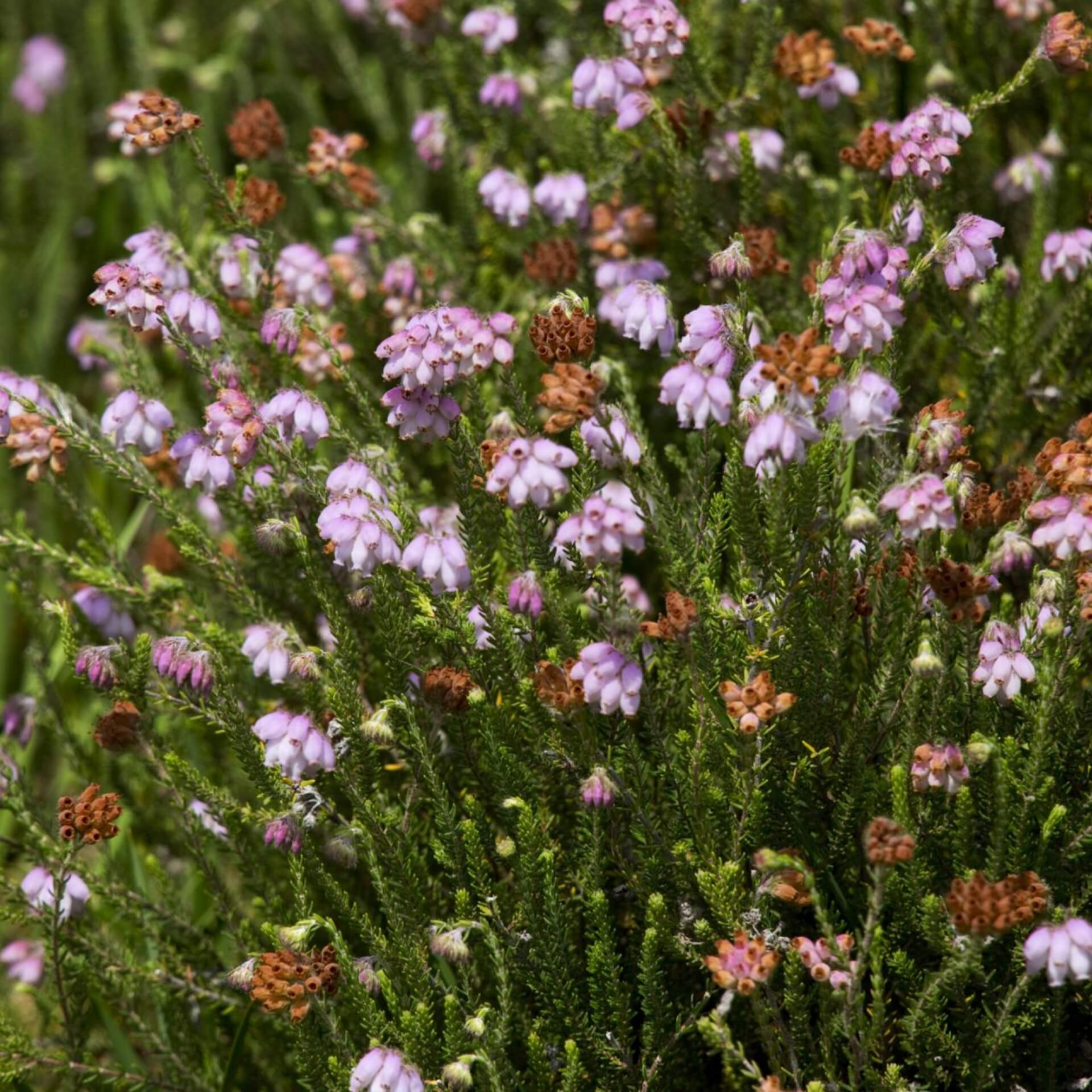 Moor-Glockenheide (Erica tetralix)