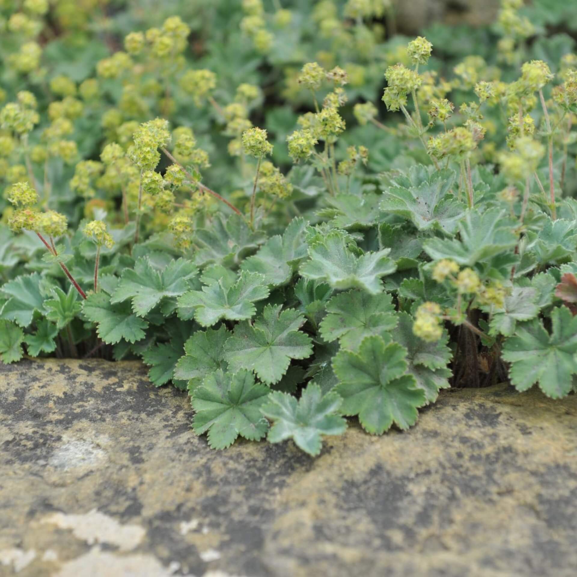 Kleiner Frauenmantel (Alchemilla erythropoda)