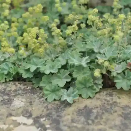 Foto von Kleiner Frauenmantel (Alchemilla erythropoda)