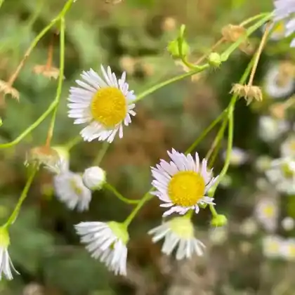 Foto von Einjähriges Berufkraut (Erigeron annuus)