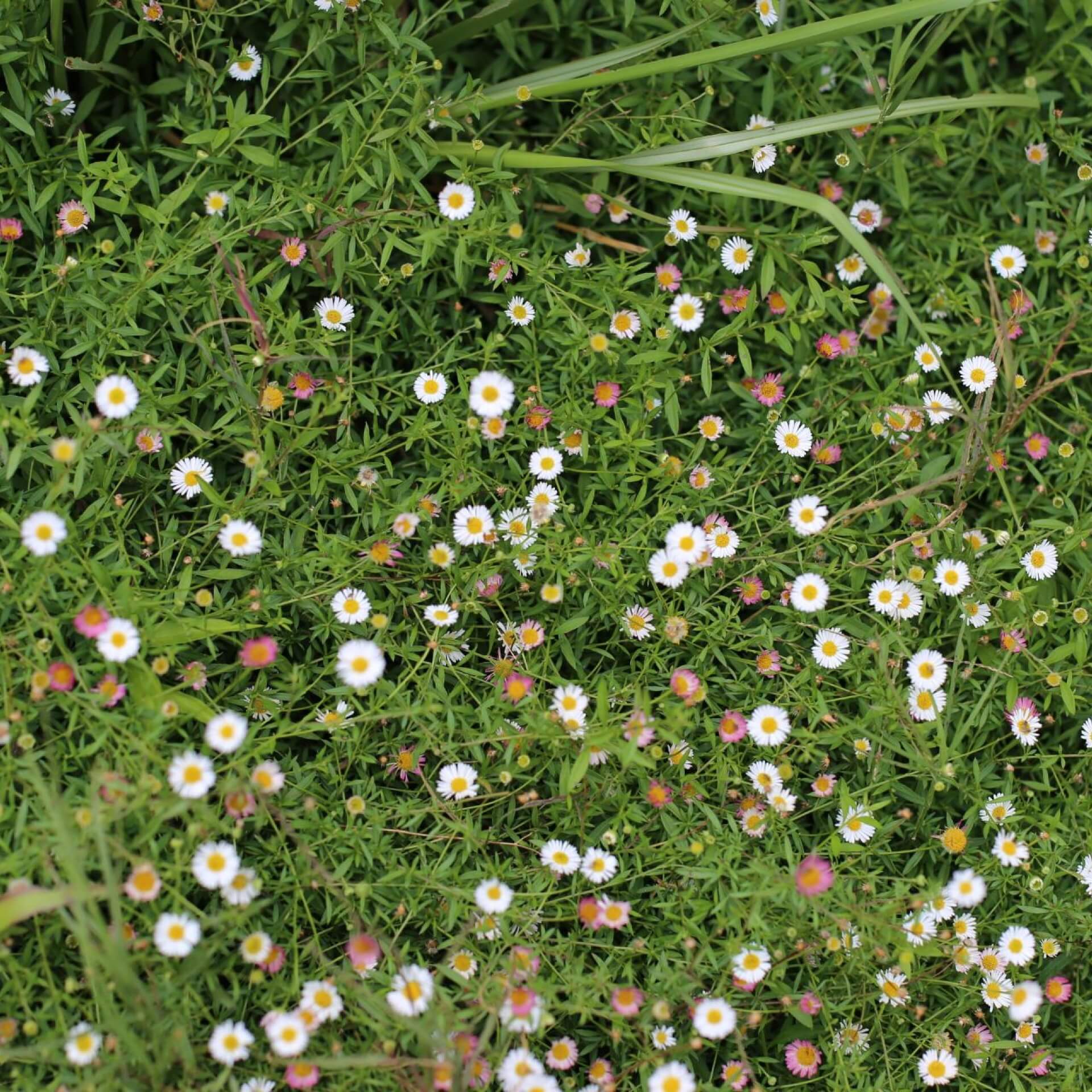 Spanisches Gänseblümchen (Erigeron karvinskianus)