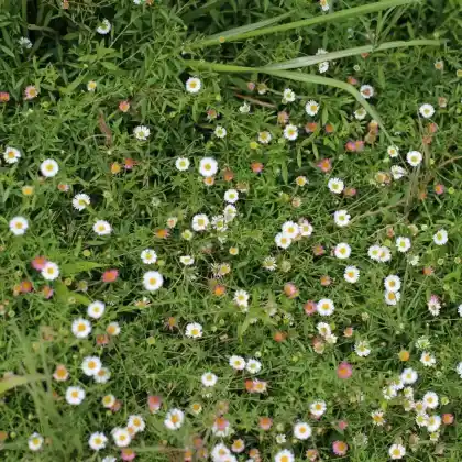 Foto von Spanisches Gänseblümchen (Erigeron karvinskianus)