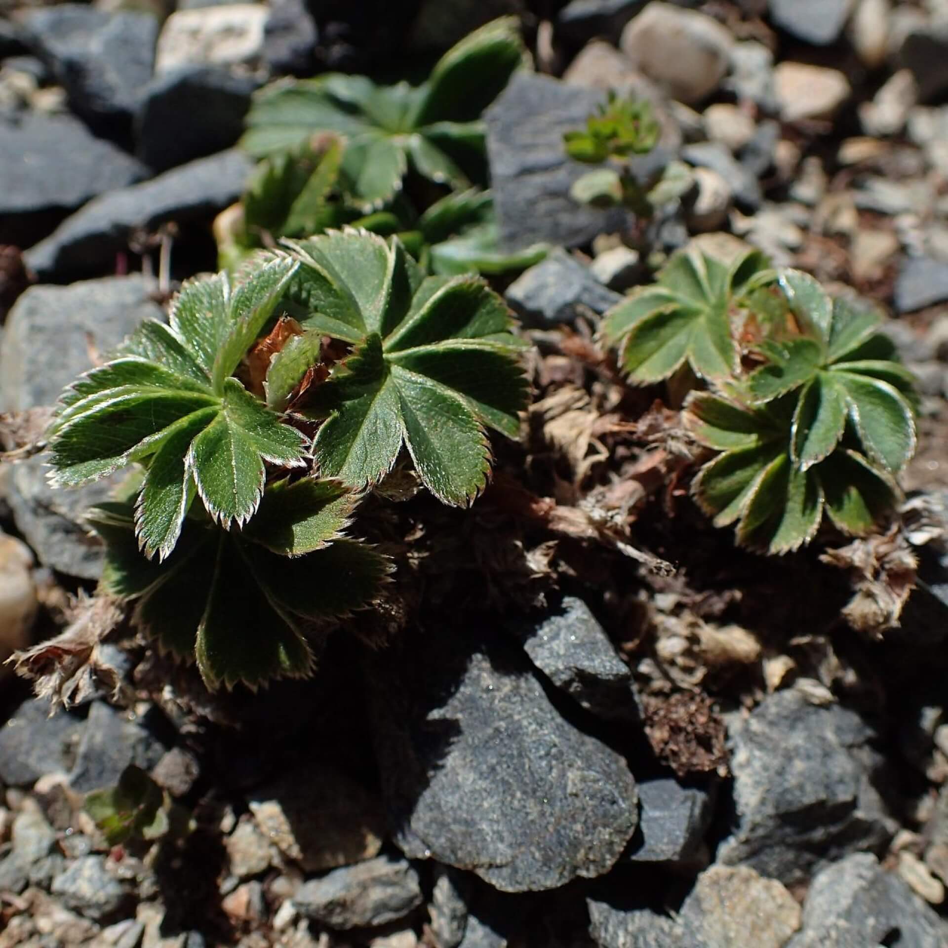 Färöer-Frauenmantel (Alchemilla faeroensis var. pumila)