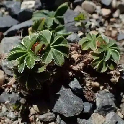 Foto von Färöer-Frauenmantel (Alchemilla faeroensis var. pumila)