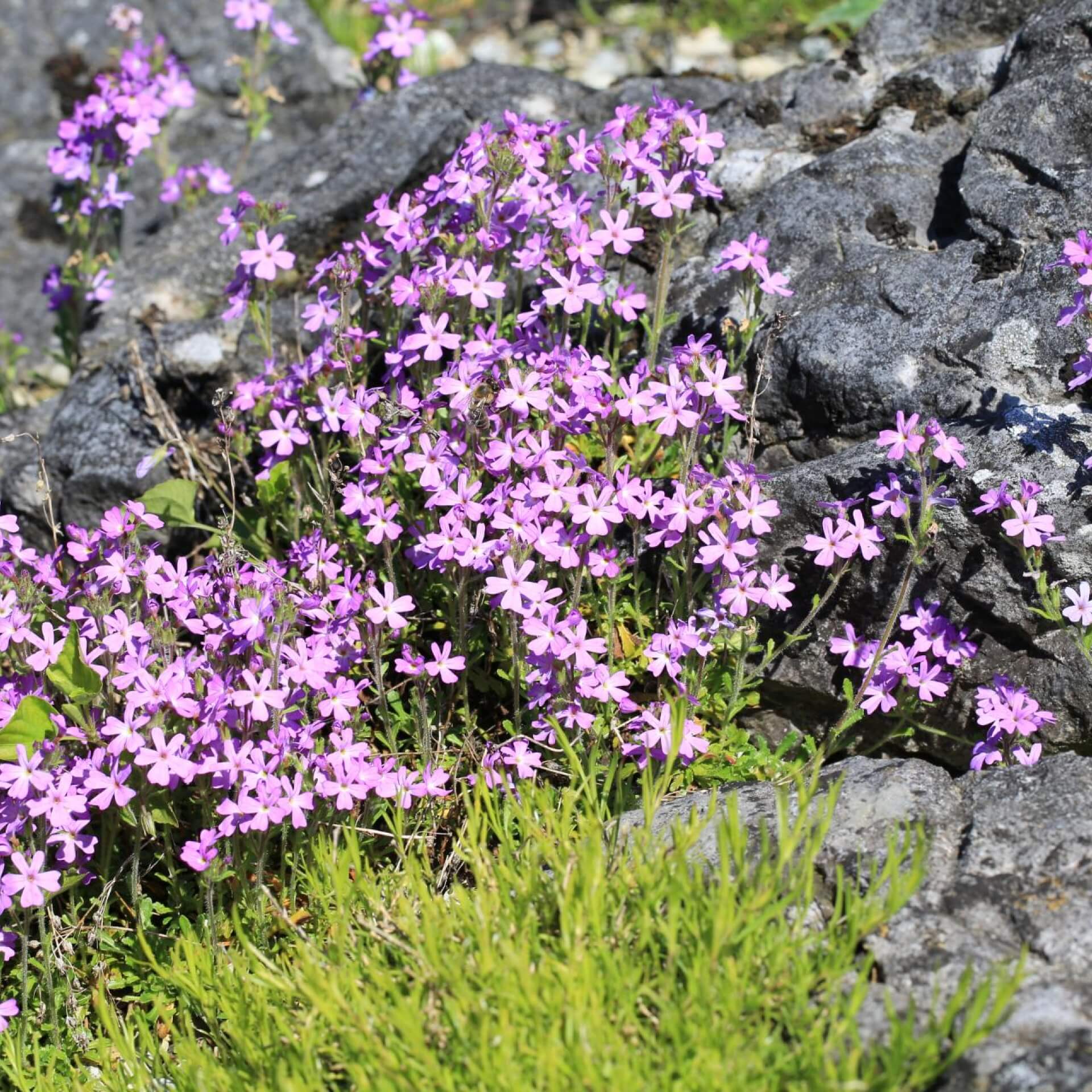 Alpenbalsam (Erinus alpinus)