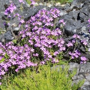 Alpenbalsam (Erinus alpinus)
