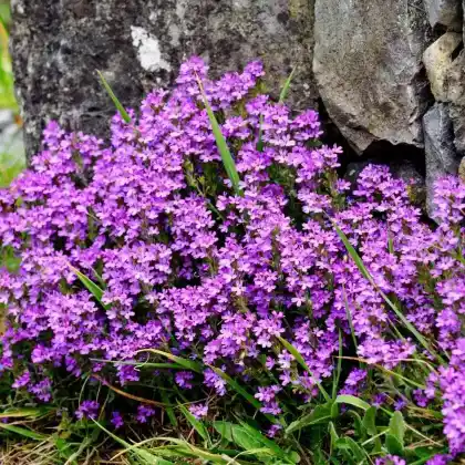 Foto von Alpenbalsam 'Dr Hähnle' (Erinus alpinus 'Dr Hähnle')