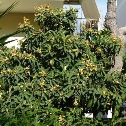 Foto von Japanische Wollmispel (Eriobotrya japonica)