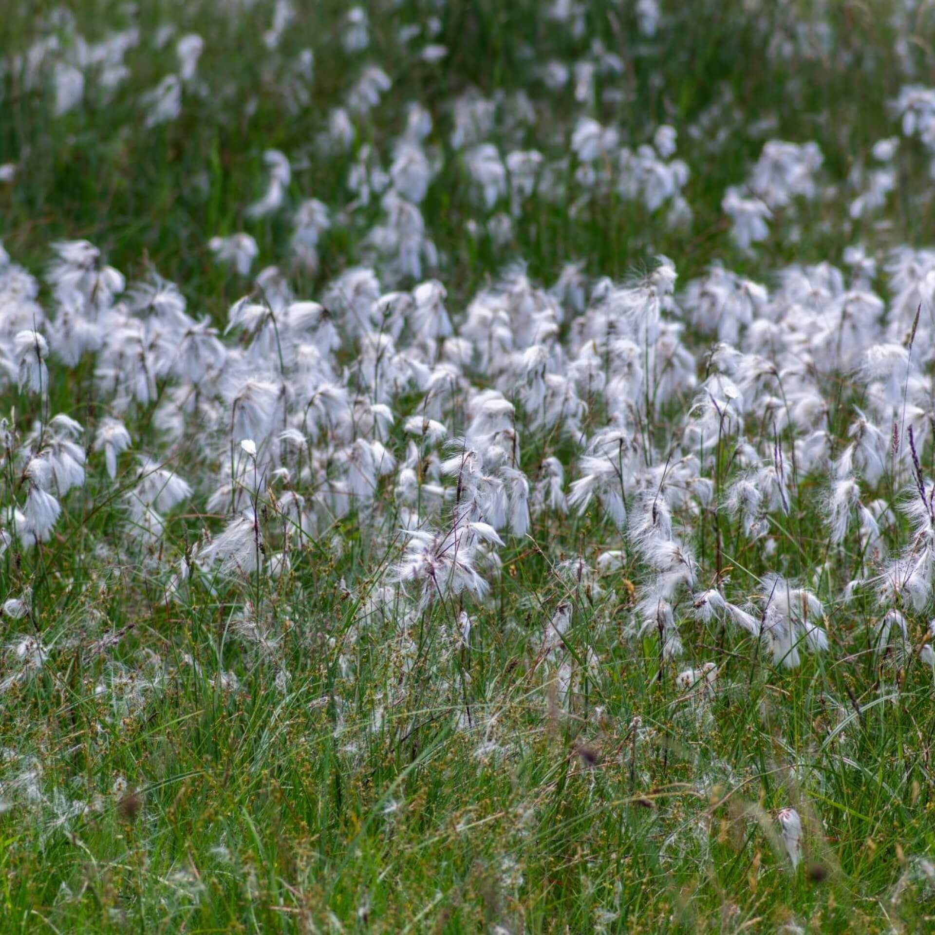 Schmalblättriges Wollgras (Eriophorum angustifolium)