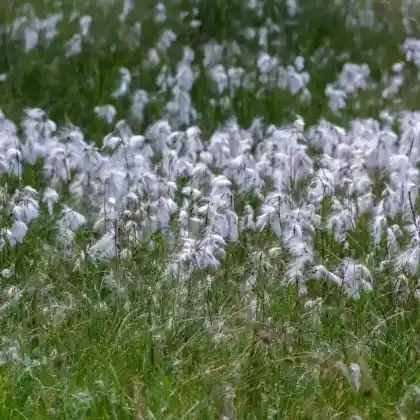 Foto von Schmalblättriges Wollgras (Eriophorum angustifolium)