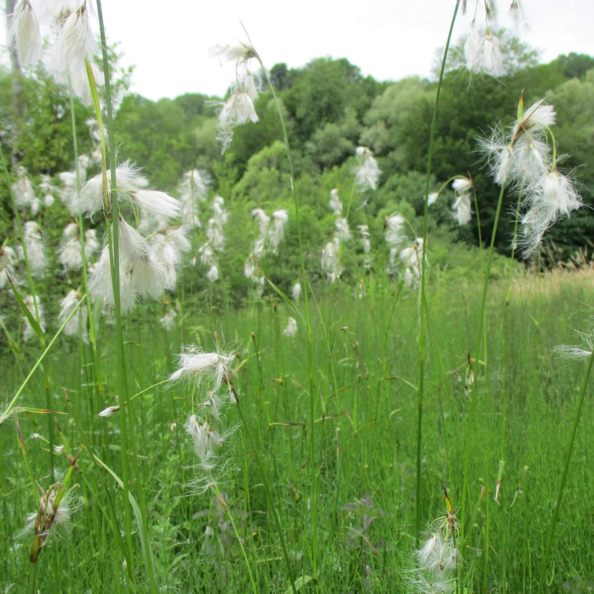 Breitblättriges Wollgras (Eriophorum latifolium)