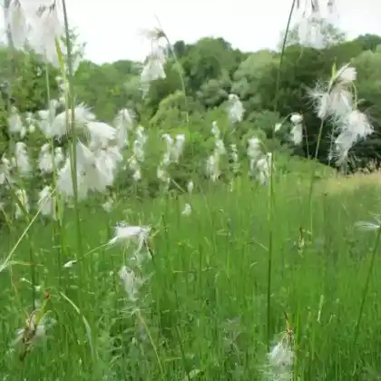 Foto von Breitblättriges Wollgras (Eriophorum latifolium)