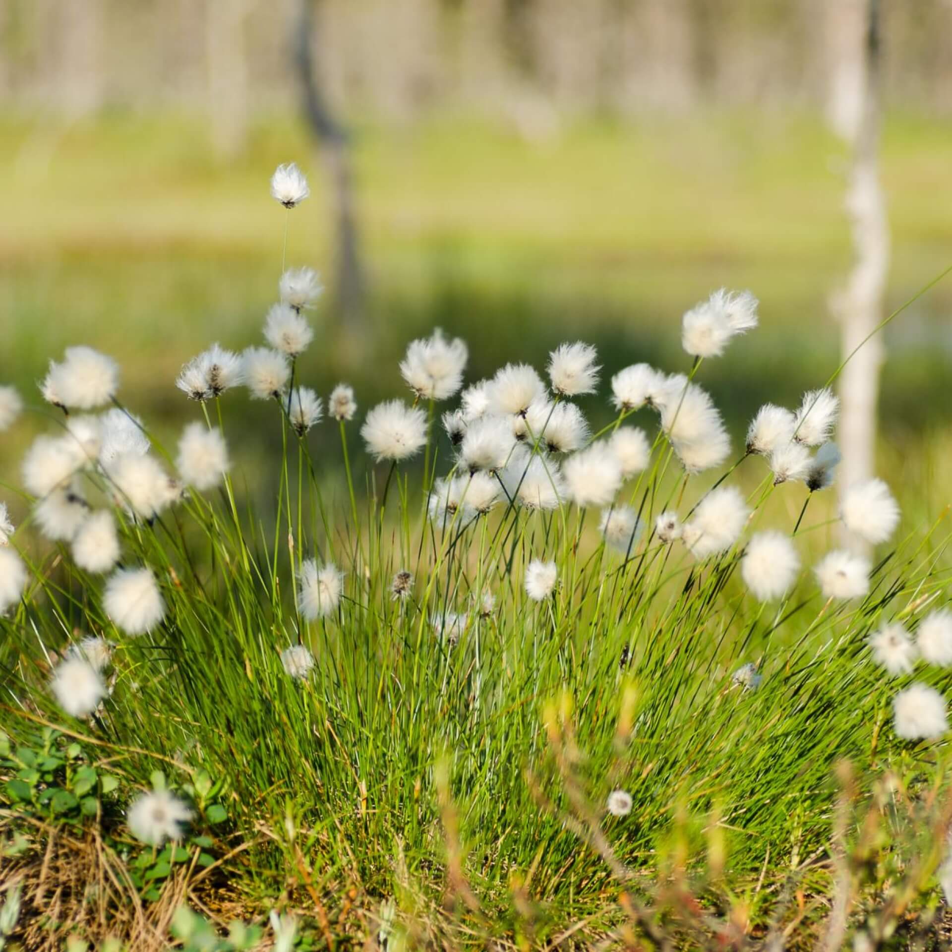 Scheidiges Wollgras (Eriophorum vaginatum)