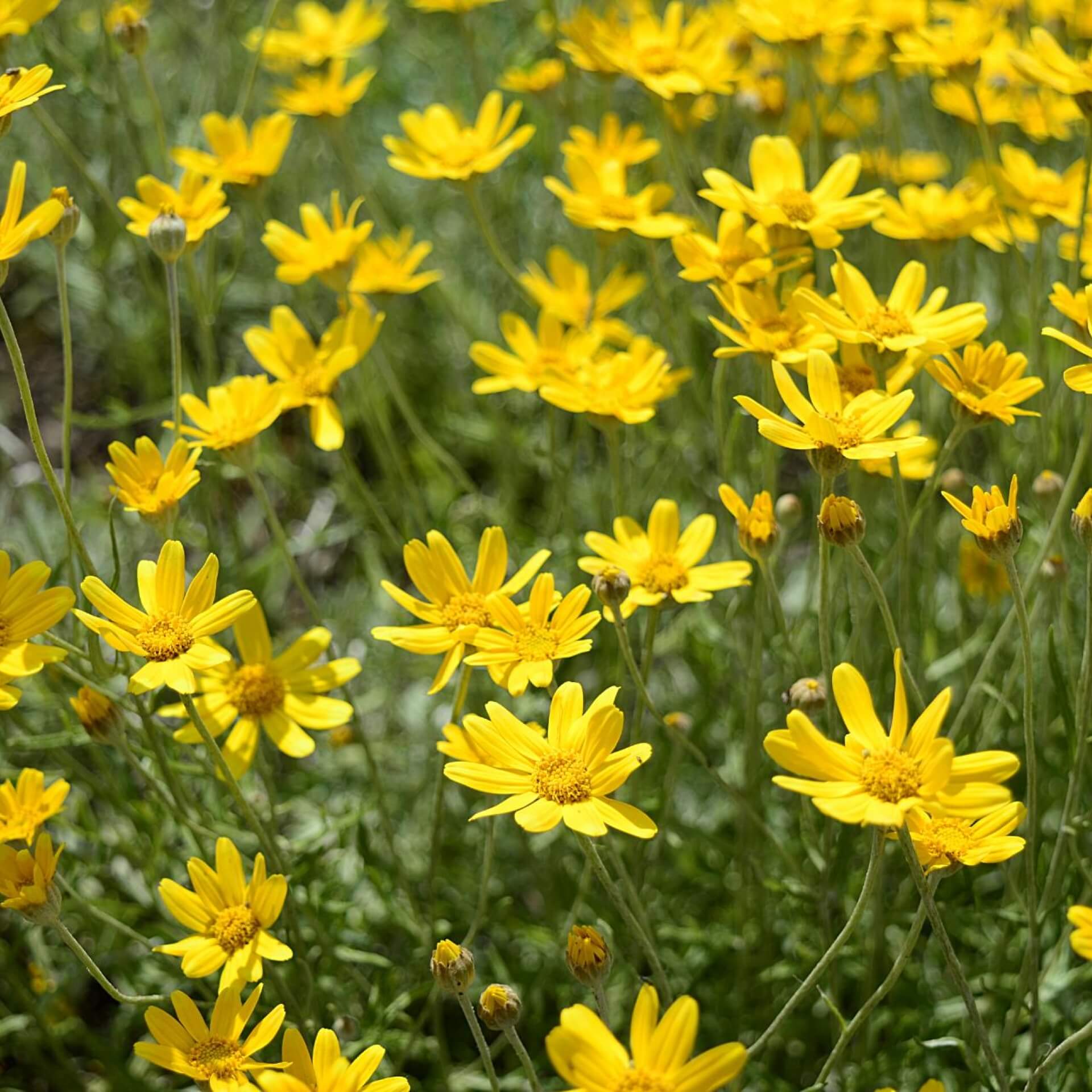 Wüsten Goldaster (Eriophyllum lanatum)