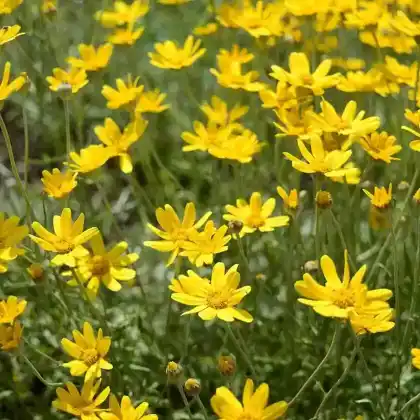 Foto von Wüsten Goldaster (Eriophyllum lanatum)