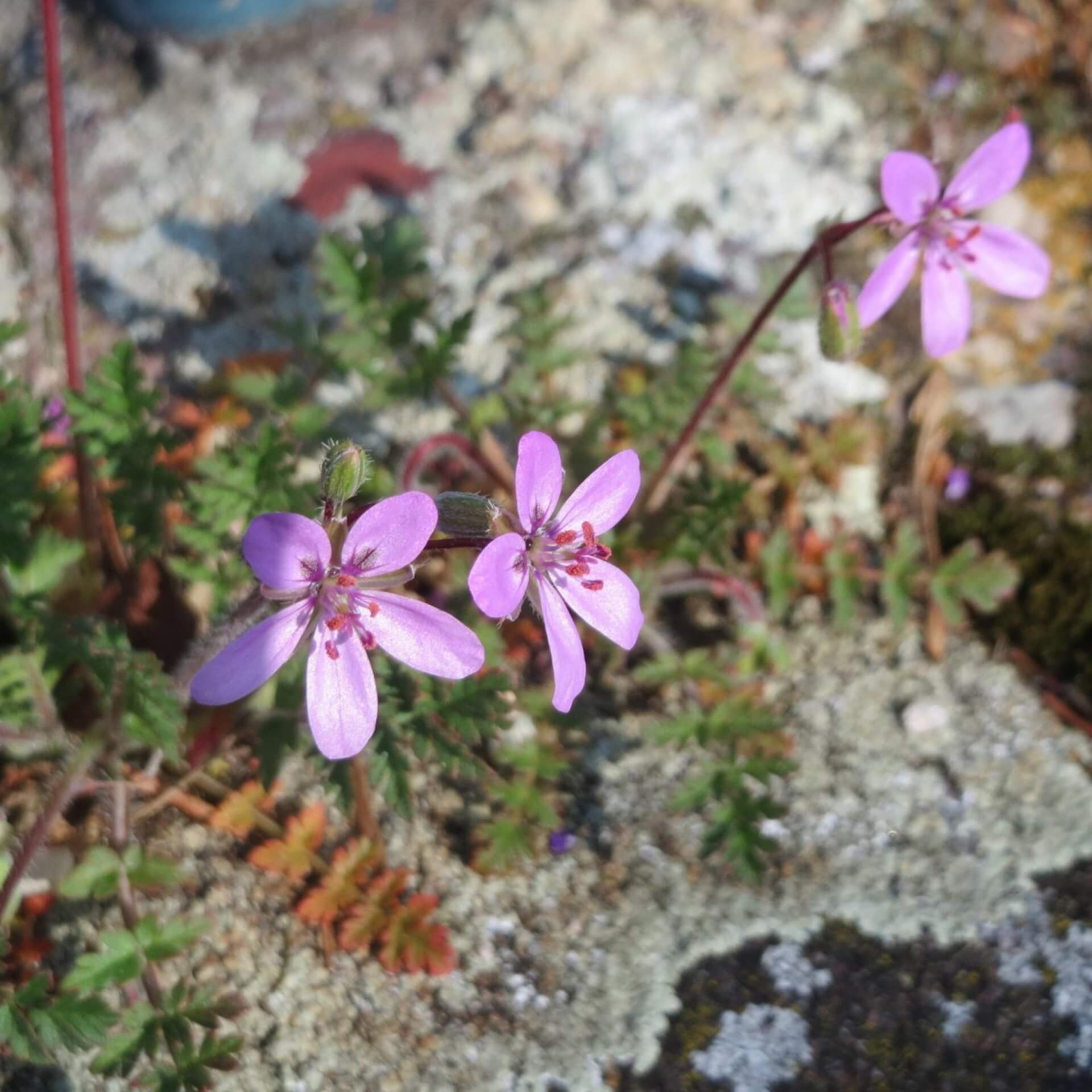 Gewöhnlicher Reiherschnabel (Erodium cicutarium)