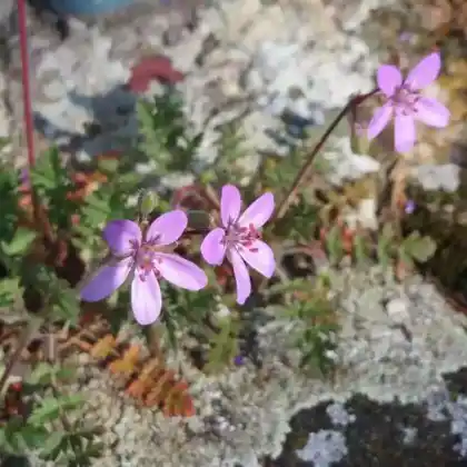 Foto von Gewöhnlicher Reiherschnabel (Erodium cicutarium)