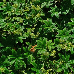 Alchemilla hoppeana