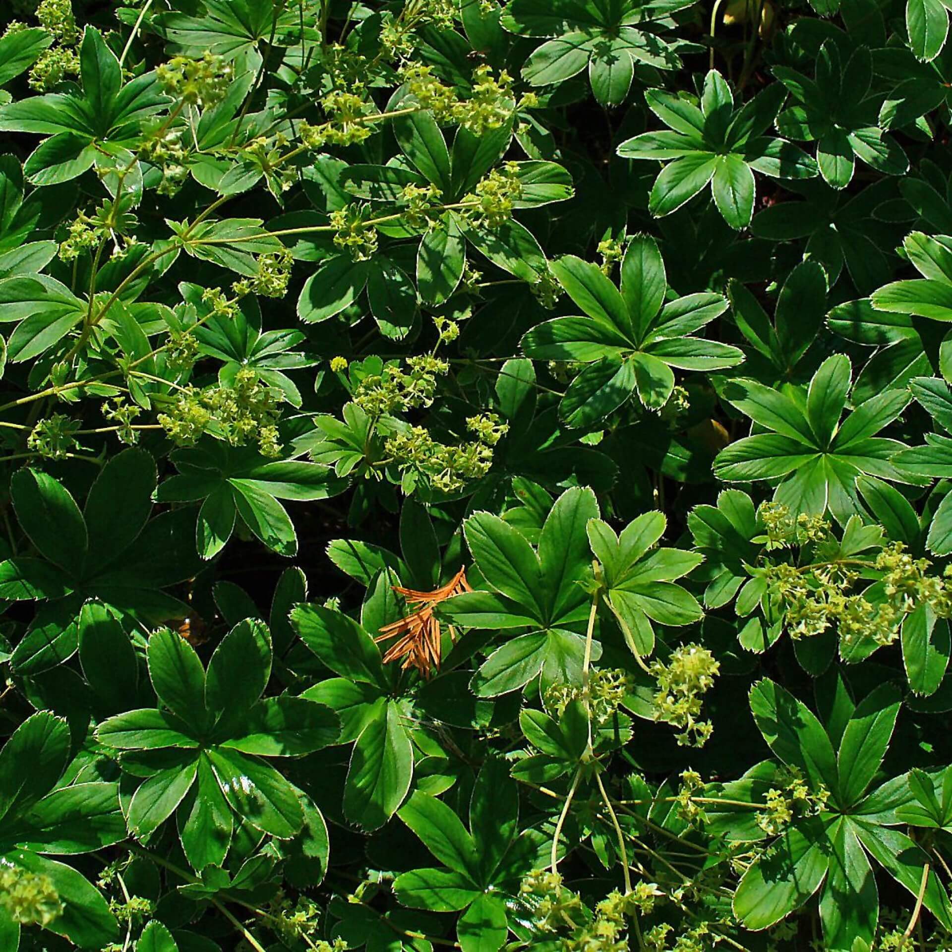 Berg-Silbermantel (Alchemilla hoppeana)