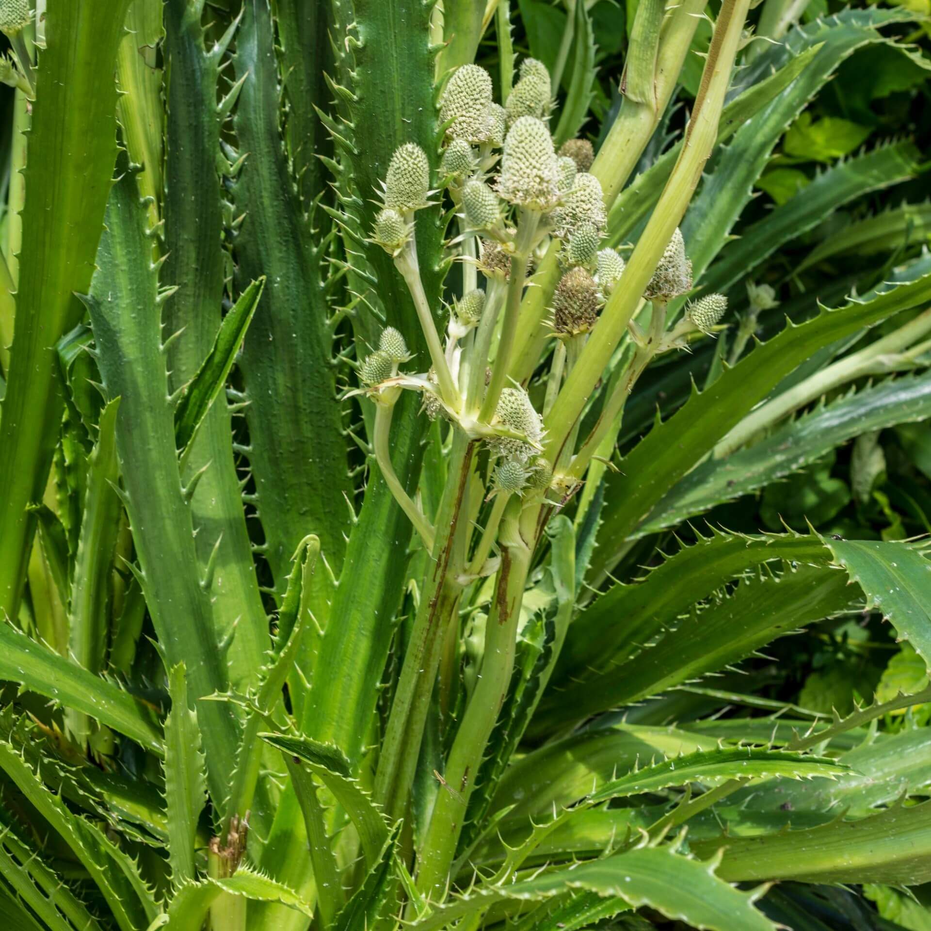 Agavenblättrige Mannstreu (Eryngium agavifolium)