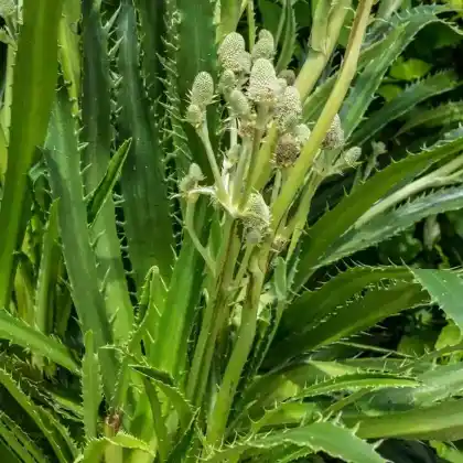 Foto von Agavenblättrige Mannstreu (Eryngium agavifolium)