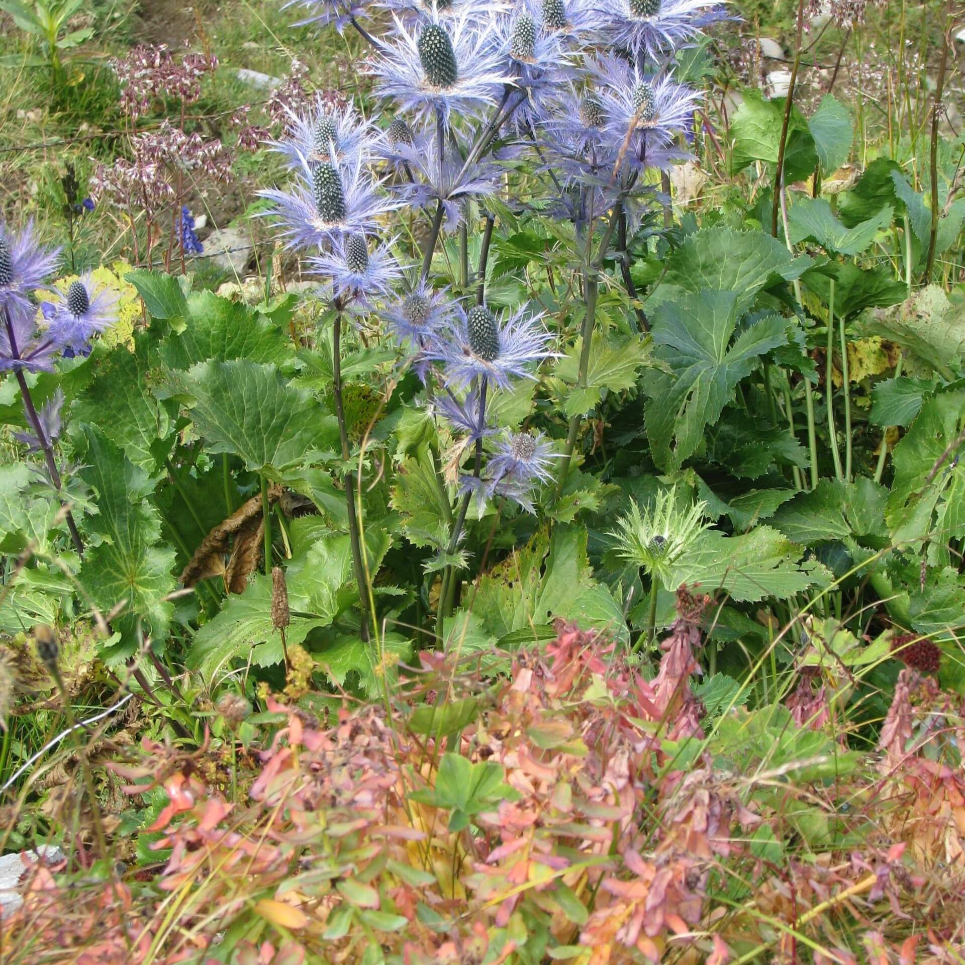 Alpen-Mannstreu (Eryngium alpinum)