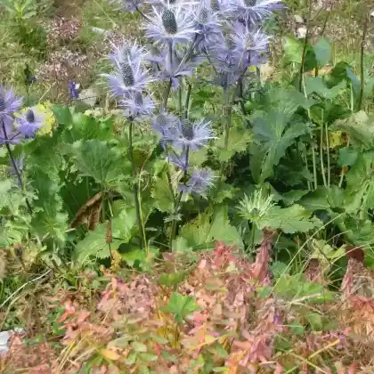 Foto von Alpen-Mannstreu (Eryngium alpinum)
