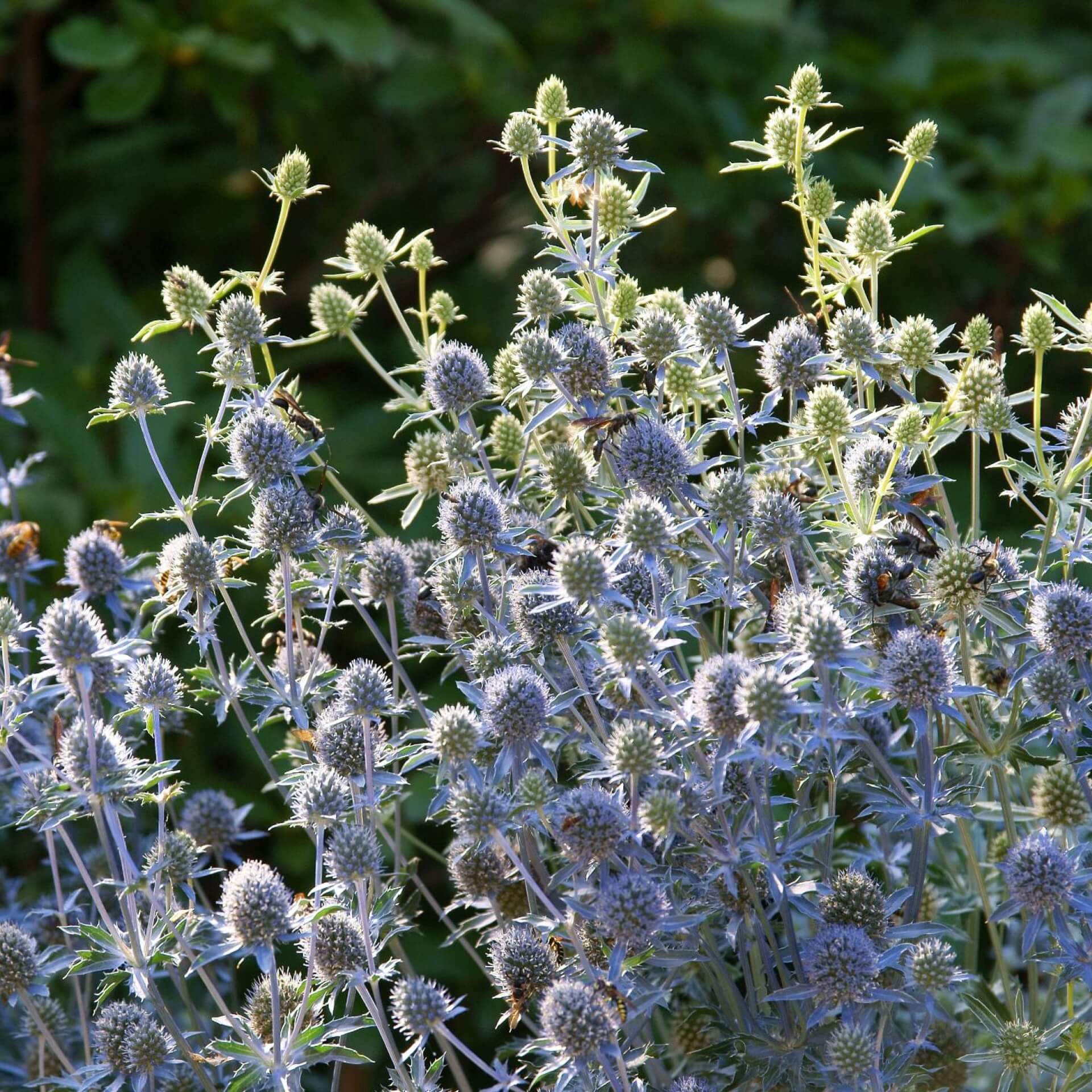 Alpen-Mannstreu 'Blue Star' (Eryngium alpinum 'Blue Star')