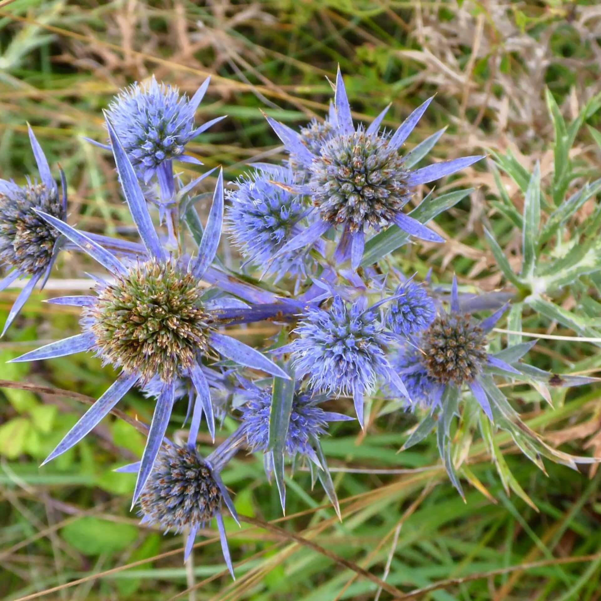 Amethyst-Mannstreu (Eryngium amethystinum)