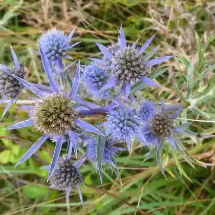 Foto von Amethyst-Mannstreu (Eryngium amethystinum)