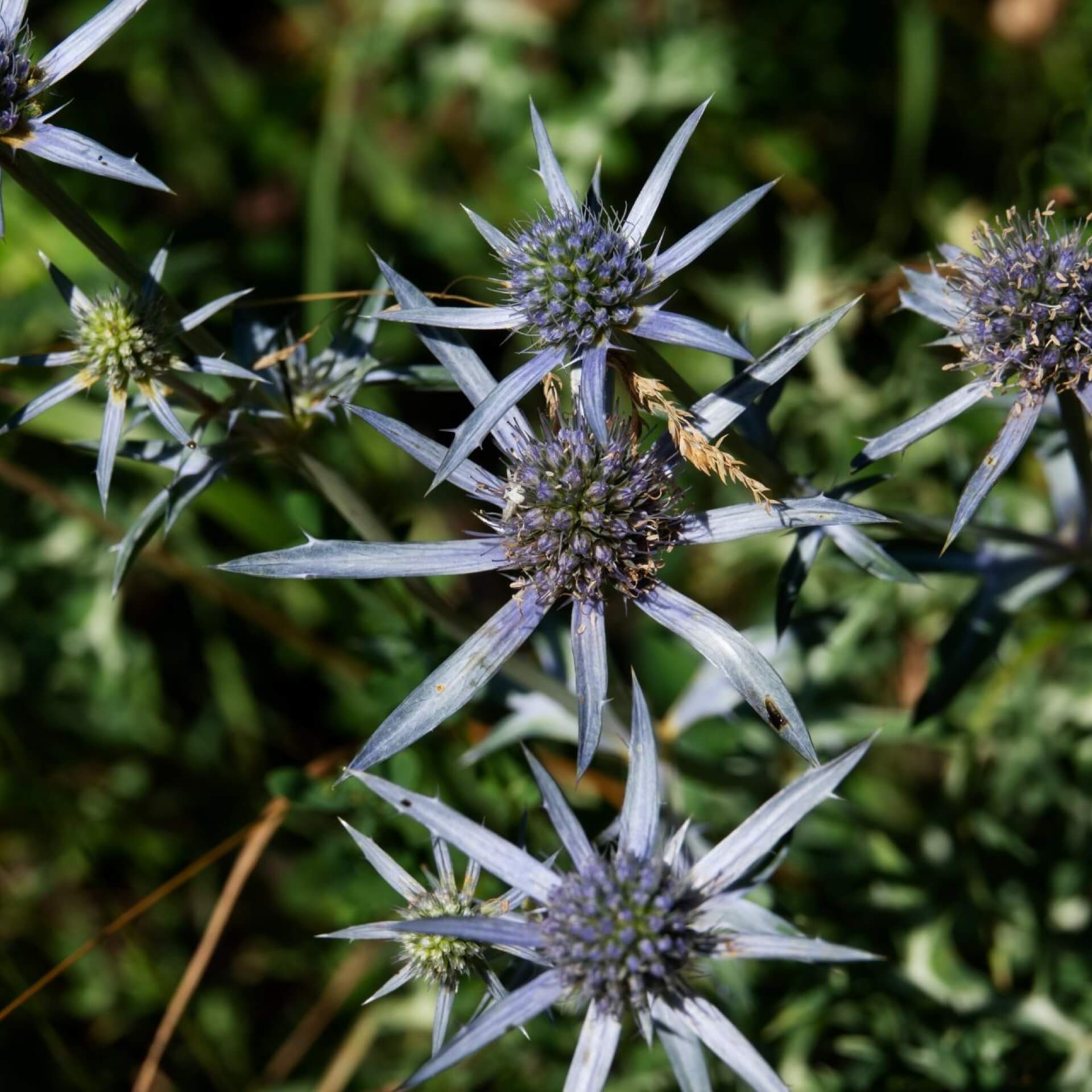 Spanischer Mannstreu (Eryngium bourgatii)