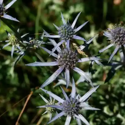 Foto von Spanischer Mannstreu (Eryngium bourgatii)