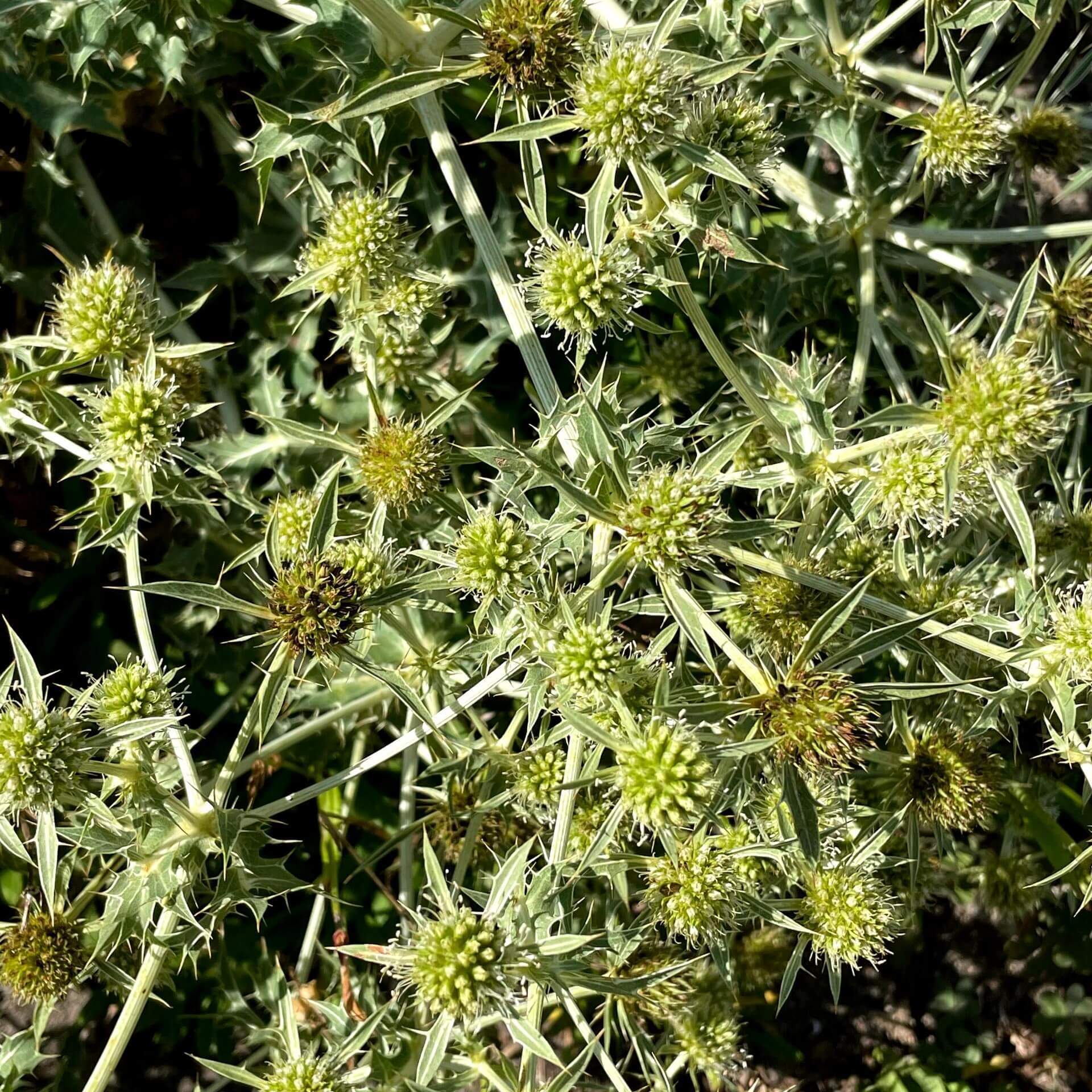 Feld-Mannstreu (Eryngium campestre)