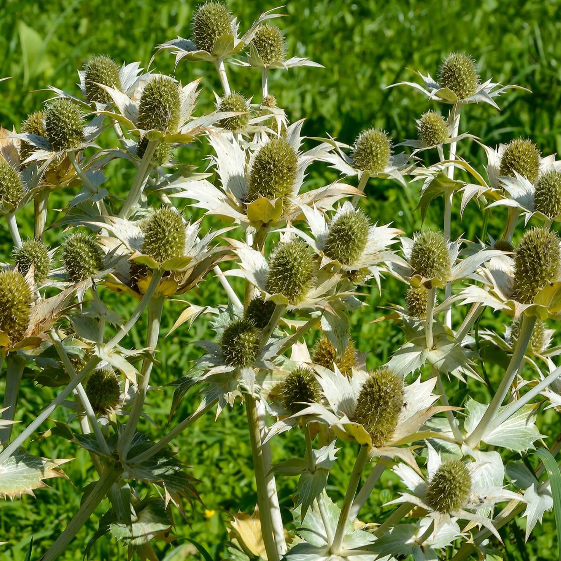 Riesen-Mannstreu (Eryngium giganteum)