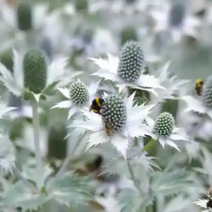 Foto von Elfenbein-Mannstreu 'Miss Willmot's Ghost' (Eryngium giganteum 'Miss Willmot's Ghost')