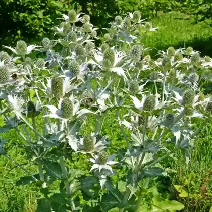 Foto von Elfenbein-Mannstreu 'Silver Ghost' (Eryngium giganteum 'Silver Ghost')