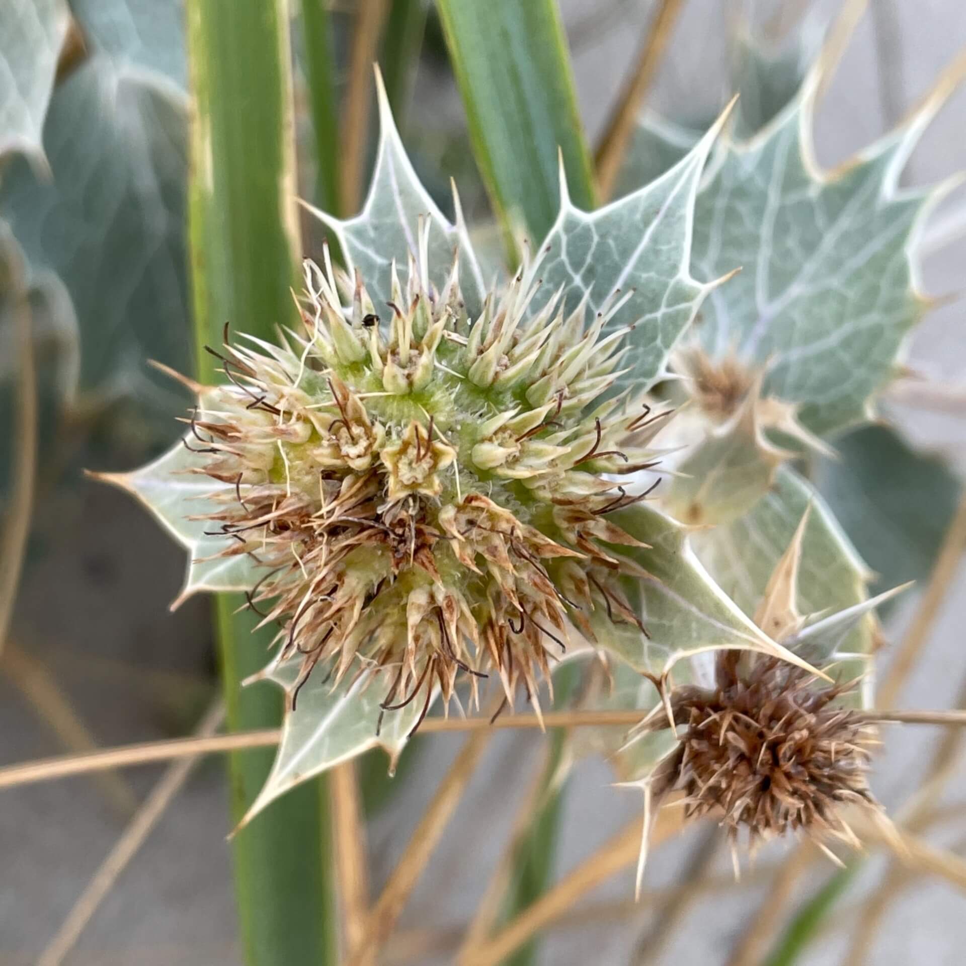 Stranddistel (Eryngium maritimum)