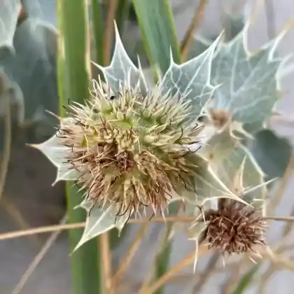 Foto von Stranddistel (Eryngium maritimum)