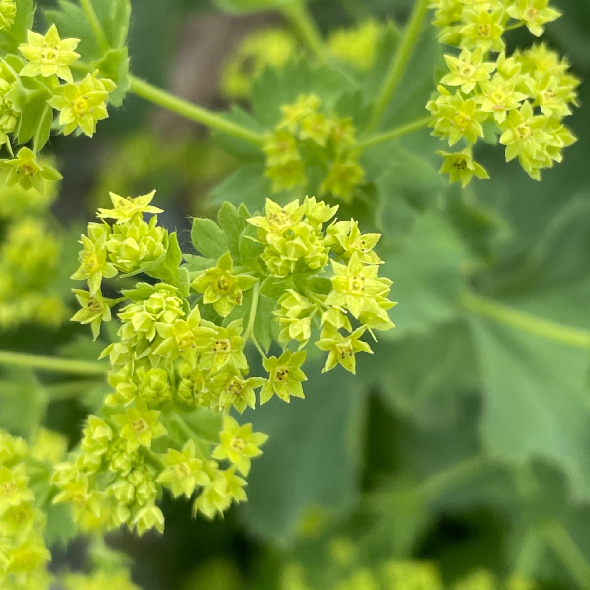 Weicher Frauenmantel (Alchemilla mollis)