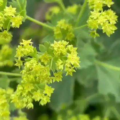 Foto von Weicher Frauenmantel (Alchemilla mollis)