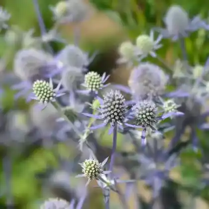 Foto von Flachblatt-Mannstreu (Eryngium planum)
