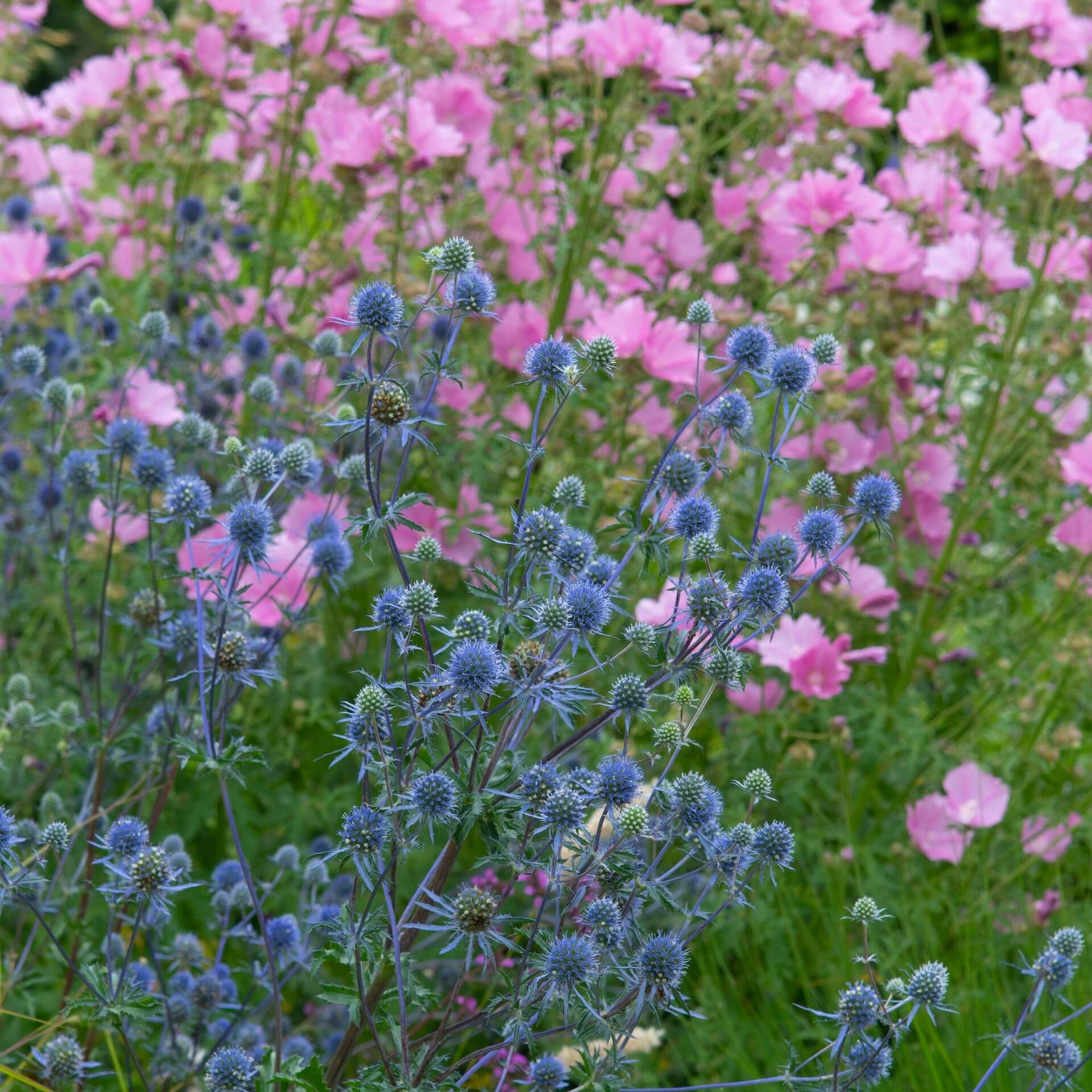 Kleiner Mannstreu 'Blauer Zwerg' (Eryngium planum 'Blauer Zwerg')