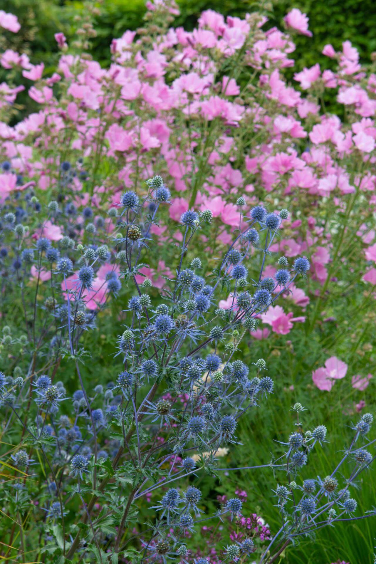 Kleiner Mannstreu 'Blauer Zwerg' / Eryngium planum 'Blauer Zwerg'