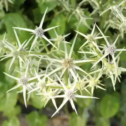 Foto von Atlas-Mannstreu (Eryngium variifolium)