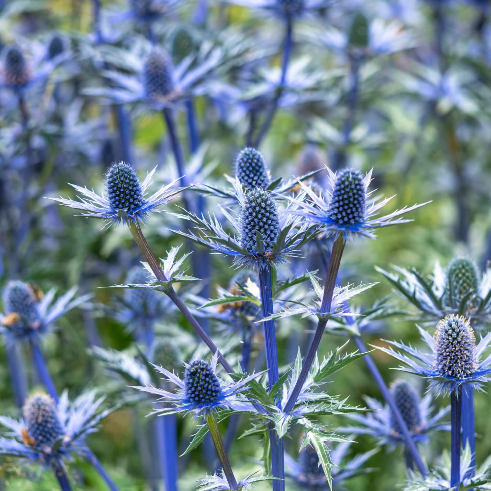 Garten-Mannstreu 'Big Blue' (Eryngium x zabelii 'Big Blue')